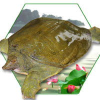 山河甲鱼（尊享级）